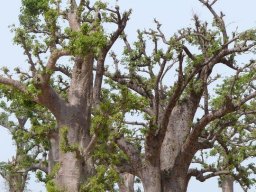Mission DARABAO - 2011 &raquo; 5ème journée  la forêt de baobabs de Bandia